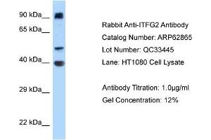 Western Blotting (WB) image for anti-Integrin alpha FG-GAP Repeat Containing 2 (ITFG2) (Middle Region) antibody (ABIN970971) (ITFG2 Antikörper  (Middle Region))