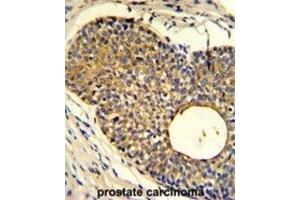 Immunohistochemistry (IHC) image for anti-Phosphate Transporter PHO1 antibody (ABIN2919906) (Phosphate Transporter PHO1 Antikörper)