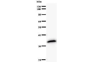 Western Blotting (WB) image for anti-Cyclin J (CCNJ) antibody (ABIN930990) (Cyclin J Antikörper)