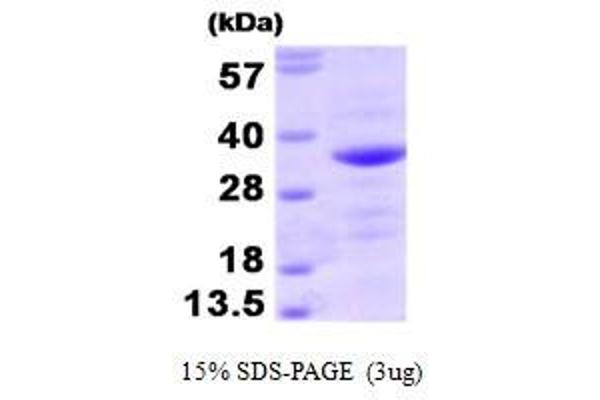 BAG1 Protein (AA 1-230)