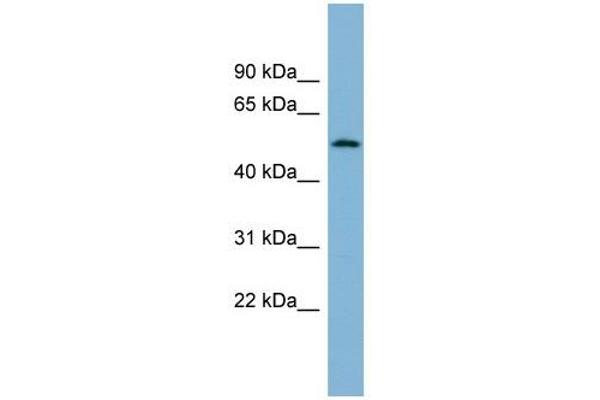 CNOT11 Antikörper  (N-Term)