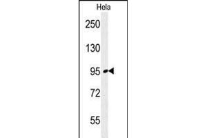 FNIP2 Antibody (C-term) (ABIN654611 and ABIN2844311) western blot analysis in Hela cell line lysates (35 μg/lane). (FNIP2 Antikörper  (C-Term))