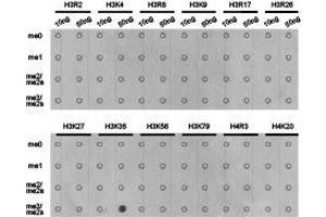 Western Blotting (WB) image for anti-Histone 3 (H3) (H3K36me3) antibody (ABIN1873005) (Histone 3 Antikörper  (H3K36me3))