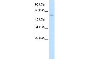 WB Suggested Anti-KLF10 Antibody Titration:  5. (KLF10/TIEG1 Antikörper  (N-Term))