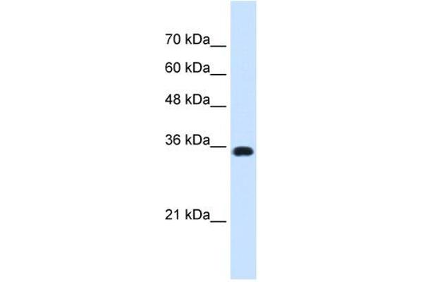 ATP1B1 Antikörper  (Middle Region)