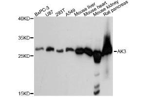 Western blot analysis of extracts of various cell lines, using AK3 antibody. (Adenylate Kinase 3 Antikörper  (AA 1-227))