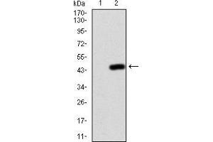 Western Blotting (WB) image for anti-Nuclear Factor of kappa Light Polypeptide Gene Enhancer in B-Cells Inhibitor, alpha (NFKBIA) (AA 150-291) antibody (ABIN5928181) (NFKBIA Antikörper  (AA 150-291))