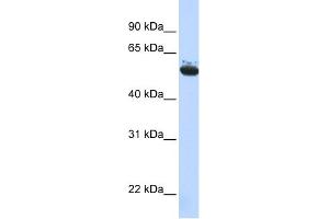 WB Suggested Anti-ARCN1 Antibody Titration: 0. (ARCN1 Antikörper  (Middle Region))