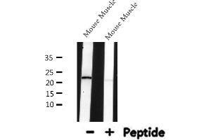 Western blot analysis of SM22 alpha expression in Mouse Muscle lysate (Transgelin Antikörper  (C-Term))