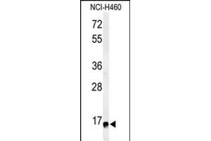 Western blot analysis of RPS13 Antibody (Center) (ABIN650998 and ABIN2840031) in NCI- cell line lysates (35 μg/lane). (RPS13 Antikörper  (AA 82-110))