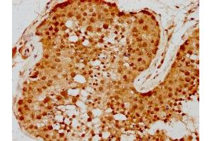 IHC image of ABIN7168107 diluted at 1:300 and staining in paraffin-embedded human testis tissue performed on a Leica BondTM system. (RNASEH2A Antikörper  (AA 201-299))