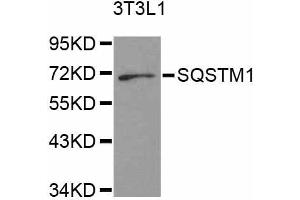Western blot analysis of extracts of 3T3-L1 cells, using SQSTM1 antibody (ABIN5998956) at 1/1000 dilution. (SQSTM1 Antikörper)