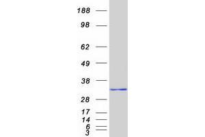 Validation with Western Blot (HMGB2 Protein (Transcript Variant 1) (Myc-DYKDDDDK Tag))