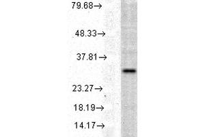Western blot analysis of Human Cell line lysates showing detection of HO-1 protein using Rabbit Anti-HO-1 Polyclonal Antibody . (HMOX1 Antikörper  (APC))