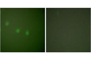 Immunofluorescence analysis of COS7 cells, using OCT2 antibody (ABIN5976472). (Oct-2 Antikörper  (N-Term))