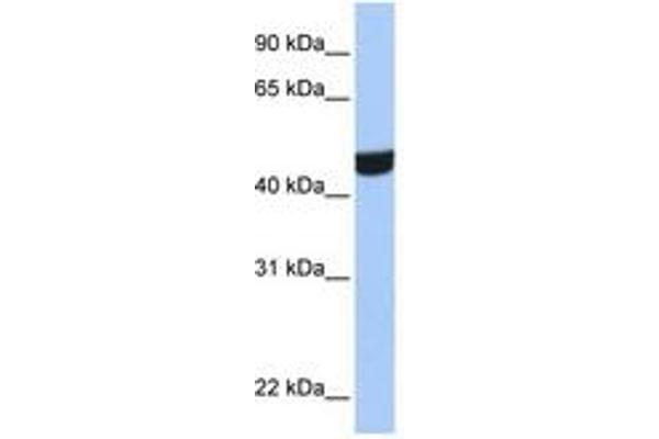 ZNF550 Antikörper  (AA 130-179)