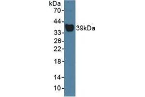 Western blot analysis of Rat Serum. (Haptoglobin Antikörper  (AA 70-332))