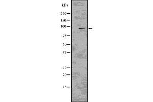 Western blot analysis of CD22 using COS7 whole  lysates. (CD22 Antikörper)