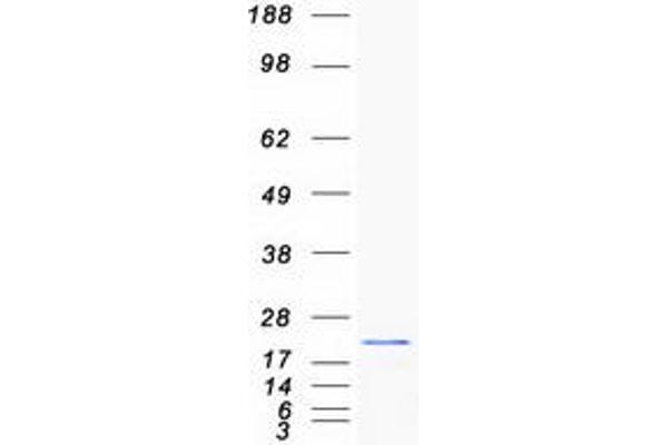 MSRB2 Protein (Myc-DYKDDDDK Tag)