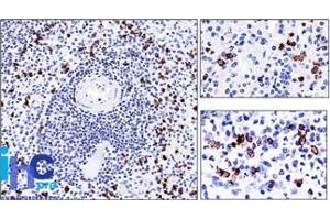 Formalin-fixed, paraffin-embedded human Spleen stained with CD57 Monoclonal Antibody (NK-1). (CD57 Antikörper)