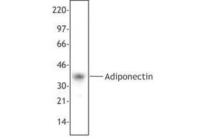 Image no. 1 for anti-Adiponectin (ADIPOQ) antibody (ABIN230592) (ADIPOQ Antikörper)