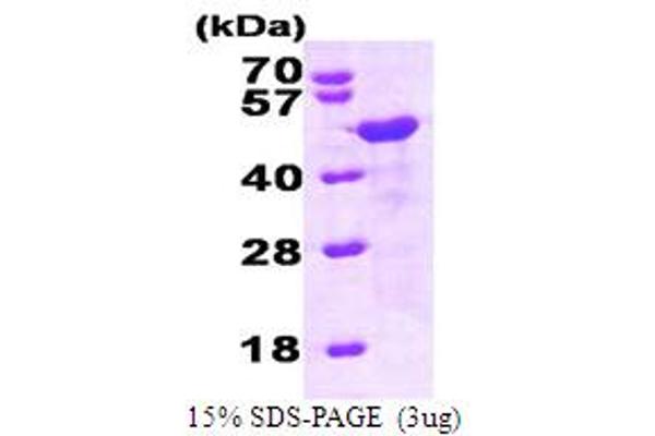 HOMER1 Protein (AA 1-354) (His tag)