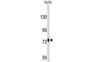 Western blot analysis of APP-pY756 in T47D cell line lysates (35µg/lane). (APP Antikörper)