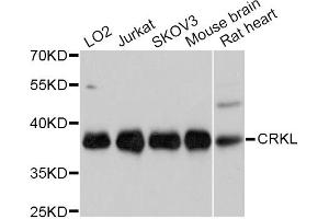 Western blot analysis of extracts of various cell lines, using CRKL Antibody. (CrkL Antikörper)
