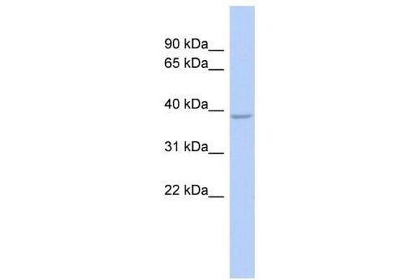 SOX7 Antikörper  (Middle Region)