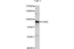 Western blot analysis of extracts of THP-1 cells, using CD86 Antibody (ABIN5970542) at 1/1000 dilution. (CD86 Antikörper)