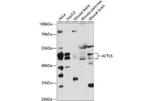 Western blot analysis of extracts of various cell lines, using  antibody (ABIN7265388) at 1:1000 dilution. (Actin-Like 8 Antikörper  (AA 1-366))