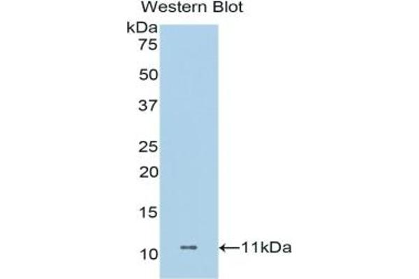 Dermcidin Antikörper  (AA 18-110)