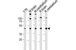 Western Blotting (WB) image for anti-Retina and Anterior Neural Fold Homeobox (RAX) antibody (ABIN2997876) (RAX Antikörper)