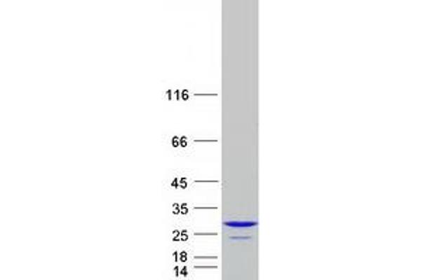 ARL3 Protein (Myc-DYKDDDDK Tag)