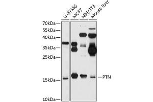 Western blot analysis of extracts of various cell lines, using PTN antibody (ABIN6133878, ABIN6146431, ABIN6146432 and ABIN6218276) at 1:1000 dilution. (Pleiotrophin Antikörper  (C-Term))