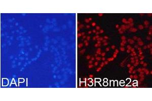 Immunofluorescence (IF) image for anti-Histone 3 (H3) (H3R8me2a) antibody (ABIN1873016) (Histone 3 Antikörper  (H3R8me2a))