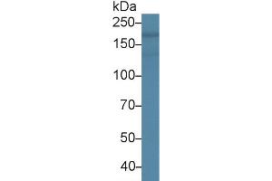 Western Blot; Sample: Rat Heart lysate; Primary Ab: 2µg/ml Mouse Anti-Human NES Antibody Second Ab: 0. (Nestin Antikörper  (AA 178-399))