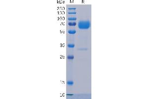 Human Trop2 Protein, mFc-His Tag on SDS-PAGE under reducing condition. (TACSTD2 Protein (AA 27-274) (mFc-His Tag))