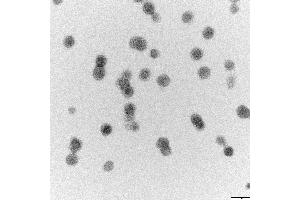 Transmission electron microscopy (TEM) image for Human Papilloma Virus 18 Capsid Protein (HPV-18 L1) protein-VLP (ABIN7540350)