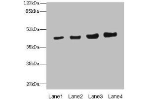 Western blot All lanes: PPM1A antibody at 6. (PPM1A Antikörper  (AA 1-382))