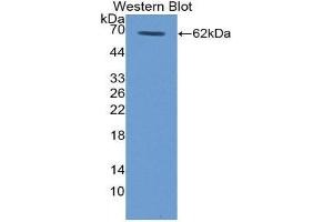 Western Blotting (WB) image for anti-Thrombopoietin (THPO) (AA 25-298) antibody (ABIN1980521) (Thrombopoietin Antikörper  (AA 25-298))