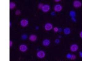 Immunofluorescence analysis of Rat liver tissue using Histone H3 Monoclonal Antibody at dilution of 1:200. (Histone 3 Antikörper)