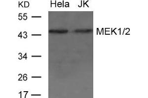 Western blot analysis of extract from Hela and JK cells using MEK1/2 Antibody (MEK1 Antikörper  (AA 235-239))