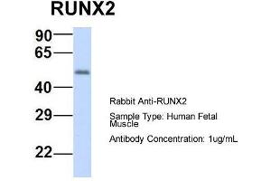 Host:  Rabbit  Target Name:  RUNX2  Sample Type:  Human Fetal Muscle  Antibody Dilution:  1. (RUNX2 Antikörper  (N-Term))
