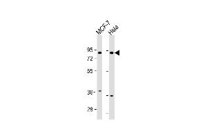 Western Blot at 1:1000 dilution Lane 1: MCF-7 whole cell lysate Lane 2: Hela whole cell lysate Lysates/proteins at 20 ug per lane. (FRS2 Antikörper  (AA 275-303))