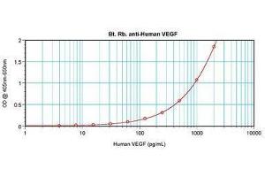 Image no. 1 for anti-Vascular Endothelial Growth Factor A (VEGFA) antibody (Biotin) (ABIN465472) (VEGFA Antikörper  (Biotin))