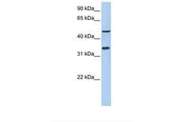 ICEF1 Antikörper  (AA 254-303)