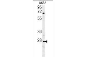CXCR3 Antibody (Center) (ABIN654129 and ABIN2844003) western blot analysis in K562 cell line lysates (35 μg/lane). (CXCR3 Antikörper  (AA 140-167))