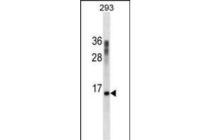 CST3 Antibody ABIN1539956 western blot analysis in 293 cell line lysates (35 μg/lane). (CST3 Antikörper  (AA 95-122))