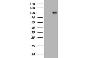 Image no. 3 for anti-Mast/stem Cell Growth Factor Receptor (KIT) (AA 546-976) antibody (ABIN1491586) (KIT Antikörper  (AA 546-976))